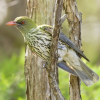 Olive-backed Oriole